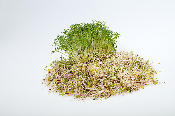 포토 JPG 해외이미지 음식 백그라운드 잎 패턴 농업 다이어트 채소 재료 자연 추상 건조 건강 종류 씨앗 사람없음 초록색 새싹 주방 샐러드 흰색 하트 신선 냄비 낟알 시리얼 먹기 허브 유기농 질감 날것 아로마 뿌리 고립 대두 식욕 채식주의자 칼슘 해외202004 해외포토 모양 식물 웰빙 산업 컬러 무늬 모션 솥 생태계 채식 파일형식 이미지허브