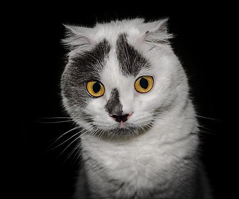 포토 JPG 해외이미지 동물 응시 백그라운드 털 흑백 앉기 사람없음 반려동물 검은색 고양이 어둠 놀람 흰색 호기심 고립 디테일 해외202004 해외포토 시선 감정 컬러 컨셉 포유류 모션 촬영기법 표정 파일형식 이미지허브