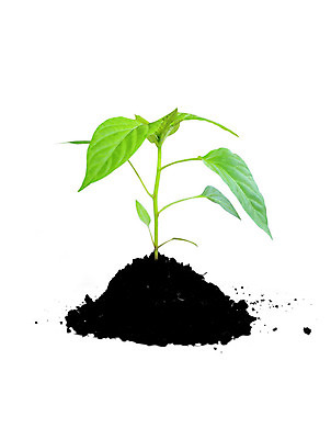 포토 JPG 해외이미지 식물 지구 백그라운드 컨셉 잎 농업 토마토 채소 비즈니스 자연 새로움 아이디어 사람없음 초록색 여름 정원 희망 흙 봄 성장 흰색 나뭇가지 신선 재산 보호 계획 작음 시작 원예 먼지 후추 중독 진행 개발 고립 모종 심기 정중 취급주의 세련 해외202004 해외포토 나무 계절 감정 산업 컬러 모션 경고 취미 금융 크기 향신료 생태계 파일형식 이미지허브