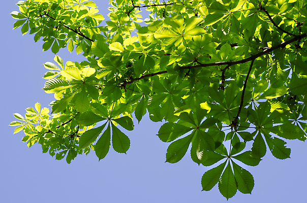 포토 JPG 해외이미지 나무 식물 계절 공원 백그라운드 잎 자연 하늘 날씨 사람없음 목재 초록색 여름 파란색 컬러풀 환경 정원 봄 성장 나뭇가지 신선 숲 해외202004 해외포토 공공시설 컬러 재료 생태계 파일형식 이미지허브