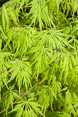 포토 JPG 해외이미지 나무 식물 디자인 계절 공원 꽃 백그라운드 단풍 잎 꽃무늬 패턴 오렌지 자연 추상 프레임 풍경 사람없음 야외 목재 장식 빨간색 컬러풀 갈색 노란색 일본 검은색 가을 하트 황금 야간 숲 대만 질감 10월 내추럴 교토 엘리먼트 해외202004 해외포토 자연요소 모양 공공시설 아시아 컬러 무늬 과일 재료 날짜 생태계 파일형식 이미지허브