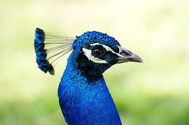 포토 JPG 해외이미지 동물 남자 야생동물 백그라운드 패턴 자연 조류 기술 사람없음 가로 초록색 파란색 컬러풀 머리 활발 우아함 공작 전시회 깃털 꼬리 부리 목 보여주기 꿩 수탉 멀티 웅장함 터키석 해외202004 해외포토 컬러 컨셉 무늬 모션 사람 신체부위 전시 닭 보석 수컷 생태계 파일형식 이미지허브