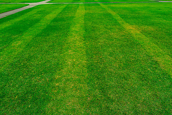 포토 JPG 해외이미지 식물 디자인 공원 선 스포츠 백그라운드 패턴 밭 공 자연 벽지 놀이 추상 풍경 잔디 사람없음 야외 초록색 여름 우주 환경 정원 축구 경쟁 경기장 봄 성장 게임 흰색 신선 땅 질감 지역 내추럴 골 땅바닥 해외202004 해외포토 계절 공공시설 컬러 컨셉 무늬 농업 스포츠시설 바닥 구기 생태계 파일형식 이미지허브