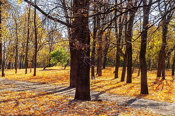 포토 JPG 해외이미지 나무 식물 계절 공원 단풍 잎 오렌지 자연 풍경 사람없음 야외 빨간색 초록색 빛 컬러풀 햇빛 태양 갈색 노란색 환경 맑음 활발 가을 신선 황금 숲 내추럴 해외202004 해외포토 자연요소 공공시설 컬러 컨셉 과일 날씨 생태계 파일형식 이미지허브