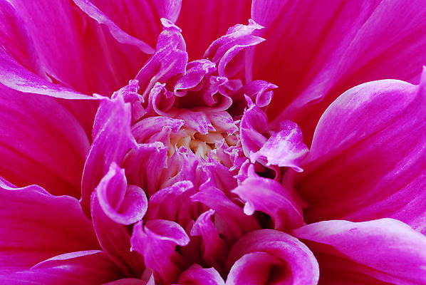 포토 JPG 해외이미지 식물 계절 꽃잎 꽃 분홍색 백그라운드 꽃무늬 자연 사람없음 장식 컬러풀 정원 봄 벚꽃 개화 그늘 달리아 원예 고립 해외202004 해외포토 컬러 무늬 취미 생태계 파일형식 이미지허브