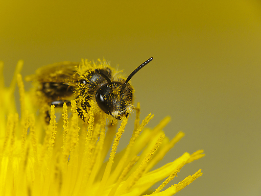 포토 JPG 해외이미지 식물 꽃 야생동물 곤충 자연 사람없음 노란색 봄 작업 닫기 수분 민들레 벌 바쁨 꽃가루 꿀 양봉 해외202004 해외포토 동물 계절 컬러 모션 가루 생태계 파일형식 이미지허브