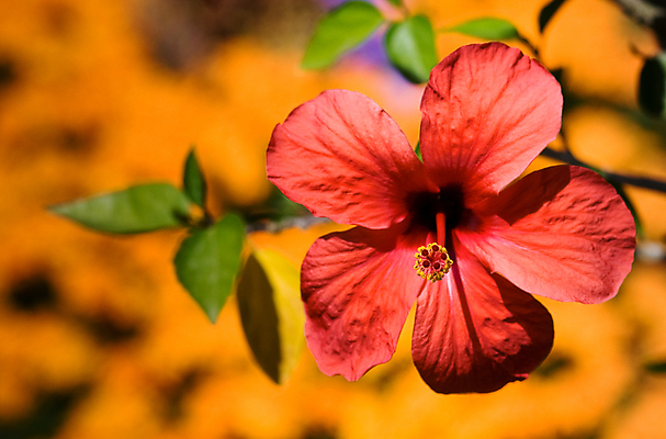 포토 JPG 해외이미지 식물 꽃잎 꽃 분홍색 섬 백그라운드 잎 꽃무늬 열대 선물 사람없음 빨간색 초록색 울타리 정원 성장 벚꽃 스페인 떨어짐 숲 발사 하와이 부드러움 5 진홍색 고립 꽃수술 히비스커스 알로하 해외202004 해외포토 유럽 컬러 컨셉 무늬 담장 숫자 미국 인사 감각 파일형식 이미지허브