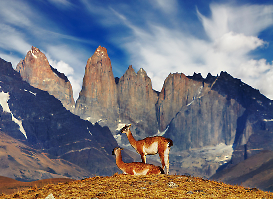 포토 JPG 해외이미지 동물 구름 커플 공원 야생동물 여행 자연 하늘 산 풍경 사람없음 야외 파란색 환경 탑 미국 기둥 쌍 황무지 언덕 낙타 암초 칠레 남쪽 산악지대 라마 전국 절정 해외202004 해외포토 자연요소 건축물 공공시설 건축 컬러 북아메리카 포유류 관계 남아메리카 방향 생태계 파일형식 이미지허브