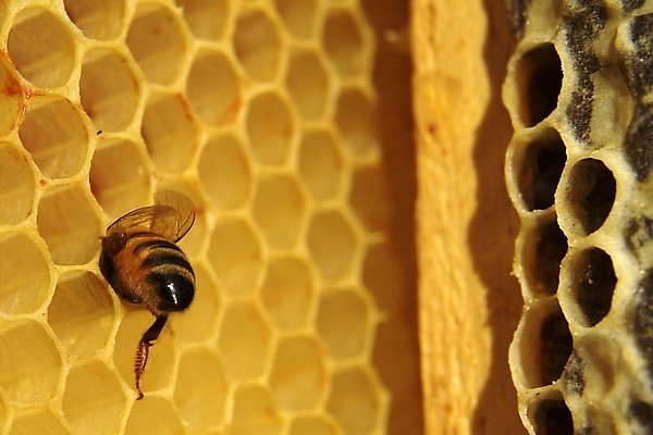 포토 JPG 해외이미지 식물 동물 꽃 음식 곤충 백그라운드 패턴 농업 자연 프레임 세포 건강 사람없음 여름 약 환경 벚꽃 머리빗 황금 닫기 달콤 꿀벌 벌 먹기 영화 유기농 바쁨 꽃가루 꿀 벌집 내추럴 밀랍 식민지 양봉 양봉장 해외202004 해외포토 웰빙 계절 산업 무늬 의학 모션 문화예술 미용용품 맛 벌_곤충 가루 생태계 파일형식 이미지허브