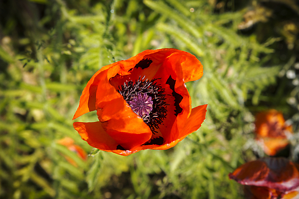 포토 JPG 해외이미지 꽃 백그라운드 잎 꽃무늬 자연 사람없음 빨간색 초록색 벚꽃 닫기 원예 양귀비 해외202004 해외포토 식물 컬러 무늬 모션 취미 생태계 파일형식 이미지허브