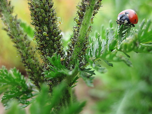 포토 JPG 해외이미지 식물 곤충 자연 사람없음 벌레 먹기 무당벌레 서식지 해외202004 해외포토 동물 모션 생태계 파일형식 이미지허브