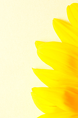 포토 JPG 해외이미지 식물 꽃잎 꽃 행복 백그라운드 잎 꽃무늬 패턴 농업 오렌지 일러스트 자연 해바라기 씨앗 사람없음 초록색 여름 빛 컬러풀 태양 노란색 정원 맑음 봄 활발 벚꽃 흰색 원형 개화 황금 닫기 꽃집 싱글 유기농 원예 질감 꽃가루 내추럴 해외202004 해외일러스트 자연요소 도형 웰빙 계절 감정 산업 컬러 컨셉 무늬 과일 모션 날씨 취미 상점 가루 생태계 파일형식 이미지허브