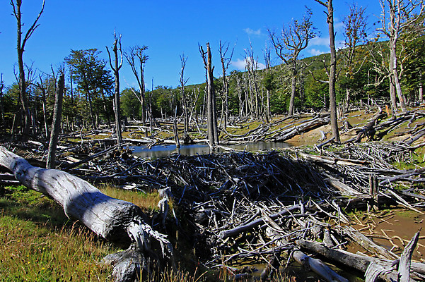 포토 JPG 해외이미지 나무 동물 공원 지구 호수 야생동물 다이어트 포유류 자연 하늘 불 산 풍경 사람없음 야외 목재 물 강 환경 미국 손상 나뭇가지 죽음 저수지 연못 개울 막대기 치아 설치류 숲 오두막 댐 남극 칠레 남쪽 아르헨티나 로스앤젤레스 비버 해외202004 해외포토 자연요소 식물 공공시설 컨셉 북아메리카 재료 건강 소화기관 남아메리카 극지방 방향 생태계 파일형식 이미지허브