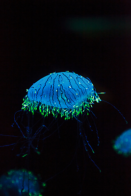 포토 JPG 해외이미지 한마리 사람없음 파란색 바닷속 수중동물 자포동물 해파리 해외202004 해외포토 동물 1 컬러 수중 파일형식 이미지허브