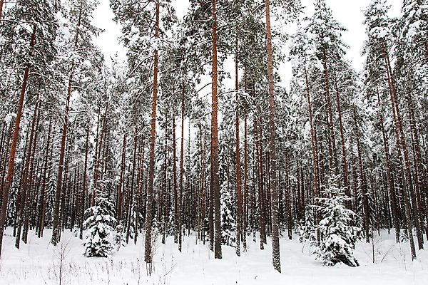 포토 JPG 해외이미지 나무 계절 백그라운드 겨울 자연 휴가 풍경 사람없음 야외 초록색 빛 얼음 검은색 추위 흰색 나뭇가지 소나무 숲 시원함 12월 서리 장면 1월 내추럴 넘어짐 부정적 눈내림 해외202004 해외포토 자연요소 식물 감정 컬러 모션 눈_날씨 날짜 생태계 파일형식 이미지허브