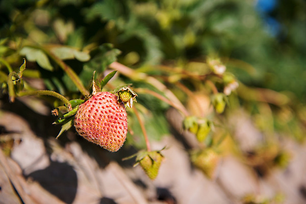 포토 JPG 해외이미지 나무 식물 구름 전통 공원 아시아 문화 겨울 패턴 밭 과일 태국 자연 딸기 아침 휴식 산 주택 풍경 경사 사람없음 목재 초록색 햇빛 태양 농장 정원 추위 수확 안개 신선 업무 숲 오두막 허브 언덕 질감 지역 밭일 해외202004 해외포토 주간 자연요소 계절 공공시설 나라 컬러 컨셉 무늬 농업 재료 날씨 건물 작업 생태계 파일형식 이미지허브