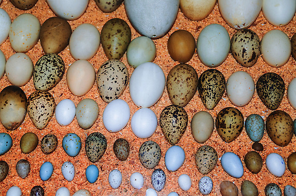 포토 JPG 해외이미지 동물 여자 실루엣 자연 조류 사람없음 컬러풀 계란 다양 작음 수집 오브젝트 눈금 참새 모음 타입 기르기 단백질 많음 해외202004 해외포토 컬러 다수 컨셉 촬영기법 사람 알 크기 생태계 돌봄 영양소 파일형식 이미지허브