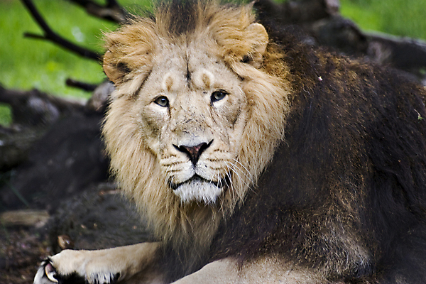 포토 JPG 해외이미지 동물 여자 남자 야생동물 줄기 포유류 자연 휴식 동물원 사람없음 머리 쌓기 환경 고양이 코트 시골 황무지 사자 그늘 사파리 시력 사냥 슛 육식동물 위치 갈기 사냥꾼 멸종 사자자리 서식지 내추럴 리갈 암사자 포식 해외202004 해외포토 식물 직업 컨셉 모션 사람 신체부위 반려동물 외투 별자리 암컷 생태계 파일형식 이미지허브