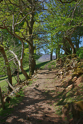 포토 JPG 해외이미지 나무 공원 길 자국 자연 사람없음 야외 목재 빛 걷기 산책 시골 숲 내추럴 삼림지대 전국 스노도니아 해외202004 해외포토 식물 공공시설 재료 모션 휴식 생태계 파일형식 이미지허브