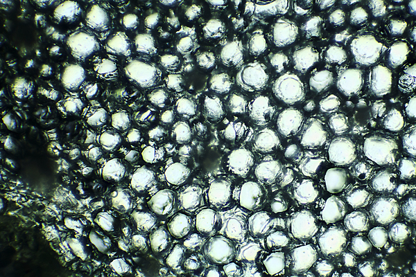 포토 JPG 해외이미지 식물 백그라운드 잎 자연 추상 세포 현미경 사람없음 약 사진촬영 자르기 피부 유기농 질감 생물학 미생물 해외202004 해외포토 웰빙 교육 무늬 의학 모션 생물 실험기구 신체부위 촬영 생태계 파일형식 이미지허브