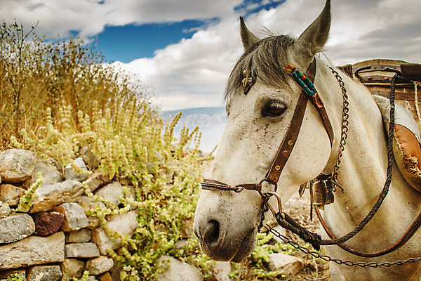 포토 JPG 해외이미지 선 바다 낚시 어류 사람없음 빨간색 물 마을 그물 보트 지중해 그리스 활 부표 그리스인 역할 해외202004 해외포토 자연요소 서양인 유럽 컬러 배_교통 레저 수중동물 파일형식 이미지허브