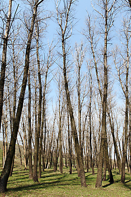 포토 JPG 해외이미지 나무 식물 구름 디자인 계절 공원 백그라운드 자연 하늘 풍경 사람없음 야외 목재 초록색 파란색 환경 정원 봄 나뭇가지 숲 큼 내추럴 미루나무 해외202004 해외포토 자연요소 공공시설 컬러 재료 크기 생태계 파일형식 이미지허브