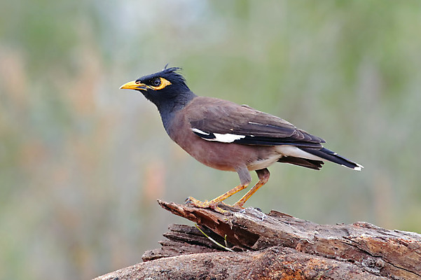 포토 JPG 해외이미지 나무 동물 여자 남자 아시아 얼굴 야생동물 백그라운드 날개 자연 조류 사람없음 야외 목재 가로 초록색 컬러풀 머리 환경 나뭇가지 막대기 닫기 숲 깃털 꼬리 부리 서식지 생태학 이국적 해외202004 해외포토 식물 교육 나라 컬러 재료 모션 사람 신체부위 생태계 파일형식 이미지허브