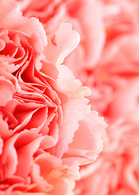 포토 JPG 해외이미지 꽃 분홍색 사람없음 아웃포커스 카네이션 해외202004 해외포토 식물 컬러 촬영기법 파일형식 이미지허브