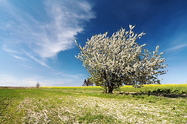 포토 JPG 해외이미지 나무 식물 1 백그라운드 밭 과일 자연 하늘 사람없음 야외 가로 초록색 여름 파란색 노란색 흙 봄 성장 흰색 나뭇가지 싱글 내추럴 카놀라 수평선 해외202004 해외포토 계절 컬러 농업 생태계 파일형식 이미지허브