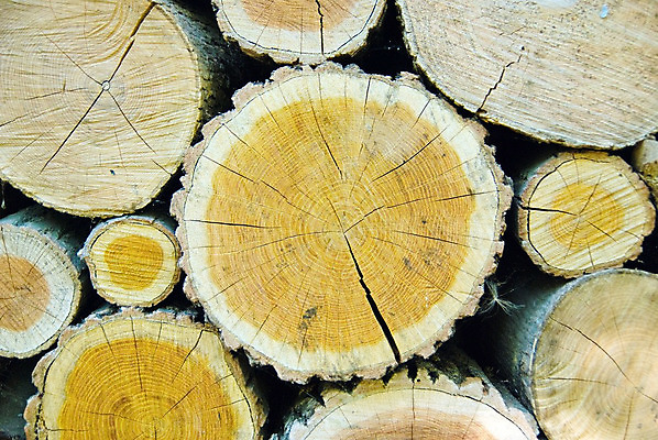 포토 JPG 해외이미지 나무 식물 산업 백그라운드 자연 사람없음 목재 갈색 쌓기 반지 원형 숲 장작 질감 통나무 나무껍질 잡동사니 수목 노화 해외202004 해외포토 도형 컬러 컨셉 재료 장신구 모션 껍질 생태계 파일형식 이미지허브