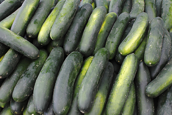 포토 JPG 해외이미지 음식 백그라운드 농업 다이어트 채소 오이 건강 사람없음 야외 초록색 여름 세일 쌓기 상점 쓰레기통 신선 시장 맛 큼 유기농 날것 채식주의자 많음 비건 해외202004 해외포토 웰빙 계절 산업 컬러 컨셉 모션 크기 채식 파일형식 이미지허브