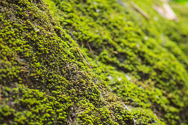 포토 JPG 해외이미지 나무 식물 잎 자연 이끼 사람없음 야외 목재 초록색 환경 정원 젖음 성장 신선 숲 해외202004 해외포토 컬러 재료 생태계 파일형식 이미지허브