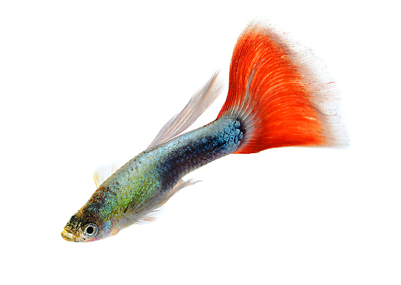 포토 JPG 해외이미지 동물 남자 백그라운드 이동 오렌지 모션 자연 어류 사람없음 장식 빨간색 물 반려동물 유행 검은색 수중 수영 신선 공작 꼬리 탱크 수족관 강렬 고립 해외202004 해외포토 자연요소 컬러 컨셉 과일 조류 사람 수중동물 수상스포츠 생태계 파일형식 이미지허브