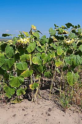 포토 JPG 해외이미지 식물 꽃잎 꽃 백그라운드 자연 해바라기 씨앗 사람없음 여름 노란색 그림 해외202004 해외포토 계절 컬러 생태계 파일형식 이미지허브
