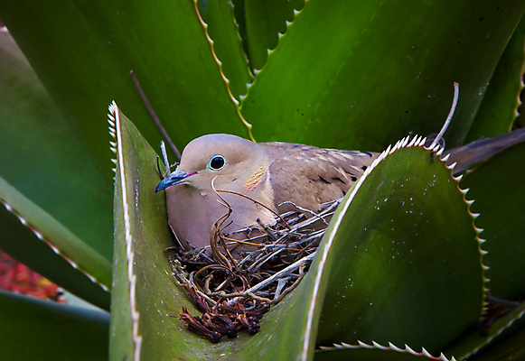 포토 JPG 해외이미지 나무 동물 야생동물 날개 자연 조류 아침 병아리 사람없음 초록색 봄 게임 나뭇가지 행운 거북이 둥지 깃털 비둘기 부리 호두 애도 내추럴 동물상 해외202004 해외포토 주간 식물 계절 컬러 컨셉 파충류 놀이 조형물 견과류 생태계 파일형식 이미지허브