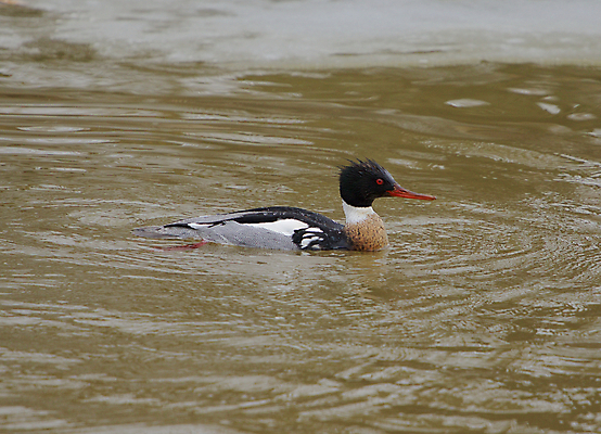 포토 JPG 해외이미지 남자 신체 오리 사람없음 빨간색 초록색 머리 검은색 수영 어둠 흰색 가장자리 가슴 부식 다이빙 날카로움 목 계산서 얇은 해외202004 해외포토 컬러 조류 사람 신체부위 수상스포츠 둘레 수중스포츠 파일형식 이미지허브
