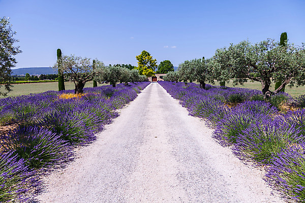 포토 JPG 해외이미지 식물 공원 꽃 도로 벽 여행 밭 건축양식 하늘 휴가 휴식 주택 사람없음 야외 여름 파란색 세계 문 평화 정원 보라색 프랑스 흰색 역사 땅 원예 라벤더 내추럴 프랑스어 프로방스 스타일 해외202004 해외포토 문자 계절 공공시설 건축 유럽 길 컬러 컨셉 농업 교통시설 취미 건물 허브 파일형식 이미지허브