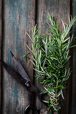 포토 JPG 해외이미지 식물 꽃 음식 백그라운드 컨셉 잎 재료 건강 종류 요리 사람없음 목재 초록색 여름 약 바구니 정원 요리사 봄 수확 시골 신선 양념 맛 다발 민트 허브 향신료 보따리 유기농 원예 향기 아로마 성분 로즈메리 내추럴 쪽파 백리향 세이지 해외202004 해외포토 나무 직업 웰빙 계절 컬러 농업 의학 취미 냄새 파 향미료 파일형식 이미지허브