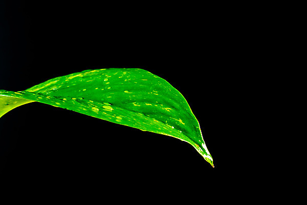 포토 JPG 해외이미지 식물 잎 자연 사람없음 초록색 물 여름 빛 반사 정원 봄 젖음 신선 떨어짐 이슬 빗방울 내추럴 그리너리 해외202004 해외포토 자연요소 계절 컬러 컨셉 비_날씨 생태계 파일형식 트랜드컬러 이미지허브