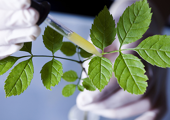 포토 JPG 해외이미지 식물 손 실내 실험 들기 아웃포커스 신체부위 액체 화학 실험실 스포이트 화학실험 해외202004 해외포토 과학 모션 촬영기법 사람 내부 피펫 파일형식 이미지허브