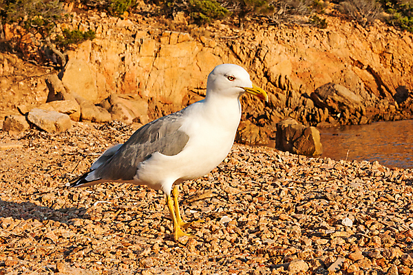 포토 JPG 해외이미지 동물 1 학생 응시 유럽 야생동물 날개 자연 갈매기 조류 하늘 생물 앉기 해변 사람없음 야외 햇빛 이탈리아 회색 흰색 지중해 깃털 생물학 부리 육식동물 물새 발트해 청어 펨브룩셔 해외202004 해외포토 시선 교육 나라 바다 컬러 모션 북유럽 어류 태양 생태계 파일형식 이미지허브