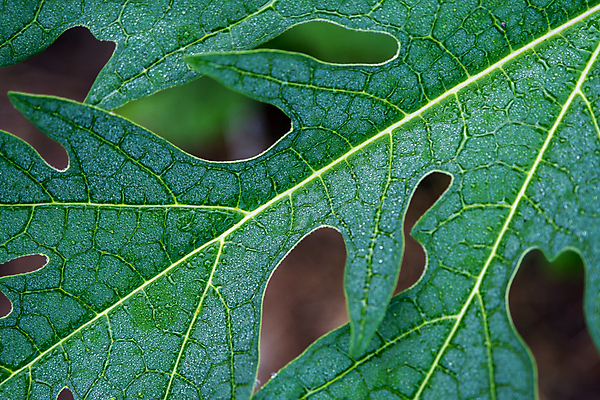포토 JPG 해외이미지 모양 식물 계절 아시아 음식 백그라운드 잎 꽃무늬 패턴 다이어트 과일 자연 하늘 동양인 사람없음 초록색 파란색 농장 환경 미국 성장 신선 닫기 묘사 오브젝트 유기농 아로마 향 브라질 고립 블러 추출 파파야 피임약 디테일 해외202004 해외포토 웰빙 꽃 나라 컬러 북아메리카 무늬 농업 모션 건강 인종 약 남아메리카 열대과일 생태계 파일형식 이미지허브