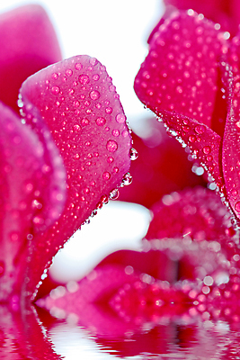 포토 JPG 해외이미지 식물 디자인 계절 꽃잎 꽃 행복 줄기 분홍색 꽃다발 백그라운드 잎 꽃무늬 자연 선물 사람없음 빨간색 물 여름 컬러풀 반사 정원 젖음 성장 벚꽃 신선 투명 개화 닫기 떨어짐 자르기 꽃집 데이지 꽃가루 거베라 엘리먼트 해외202004 해외포토 자연요소 감정 컬러 컨셉 무늬 모션 상점 가루 생태계 파일형식 이미지허브