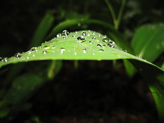 포토 JPG 해외이미지 식물 잎 자연 사람없음 초록색 물 떨어짐 숲 강조 해외202004 해외포토 자연요소 컬러 컨셉 생태계 파일형식 이미지허브