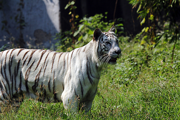 포토 JPG 해외이미지 주간 한마리 야생동물 동물원 사람없음 야외 아웃포커스 맹수 백호 해외202004 해외포토 자연요소 동물 1 촬영기법 호랑이 파일형식 사방신 이미지허브