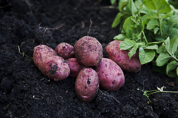 포토 JPG 해외이미지 접시 음식 잎 밭 채소 자연 탁자 하늘 감자 요리 풍경 사람없음 빨간색 초록색 태양 농장 노란색 흙 튀김 시골 신선 맛 성분 내추럴 프랑스어 땅바닥 옛날 해외202004 해외포토 자연요소 식물 문자 식기 컬러 가구 컨셉 농업 바닥 생태계 파일형식 이미지허브