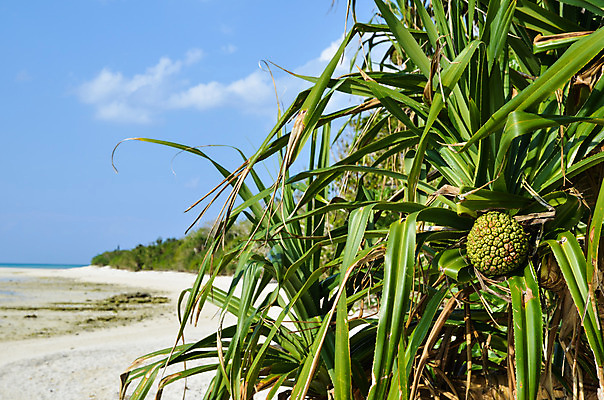 포토 JPG 해외이미지 주간 아시아 모래 바다 섬 여행 과일 하늘 휴가 풍경 사람없음 초록색 여름 파란색 모래사장 평화 일본 침묵 흰색 뜨거움 남쪽 파라다이스 해외202004 해외포토 자연요소 계절 나라 컬러 컨셉 소리 방향 파일형식 이미지허브