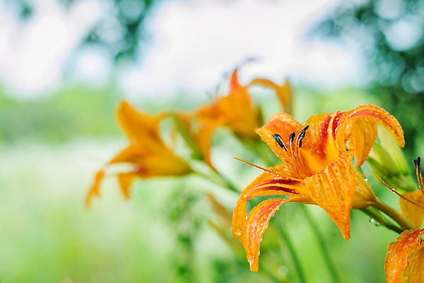 포토 JPG 해외이미지 꽃 백그라운드 꽃무늬 밭 자연 휴가 휴식 산 주택 풍경 사람없음 여름 노란색 여행객 봄 산책 시골 개화 오스트리아 스위스 상업 알프스 외양간 잘츠부르크 해외202004 해외포토 식물 계절 유럽 컬러 컨셉 무늬 농업 사람 건물 생태계 파일형식 이미지허브