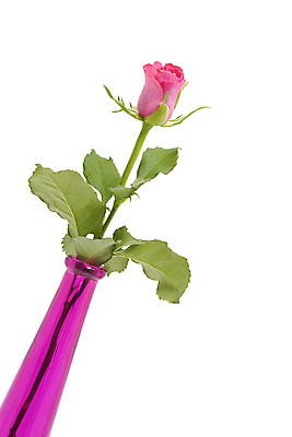 포토 JPG 해외이미지 식물 꽃 분홍색 백그라운드 잎 꽃무늬 자연 유리 발렌타인데이 사람없음 여름 장미 꽃병 봄 흰색 가시 고립 해외202004 해외포토 계절 컬러 무늬 데이이벤트 재질 생태계 파일형식 이미지허브