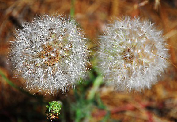포토 JPG 해외이미지 식물 꽃 밭 자연 사람없음 정원 봄 흰색 민들레 원예 해외202004 해외포토 계절 컬러 농업 취미 생태계 파일형식 이미지허브